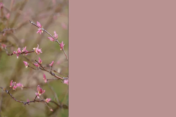 Różowy krzak wiciokrzew pierwsze pąki bez liści — Zdjęcie stockowe