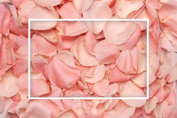 Rosa rosas pétalos fondo — Foto de Stock