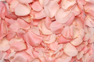 Pembe gül yaprakları Arkaplan 