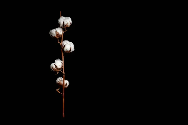Rama de algodón sobre fondo negro — Foto de Stock