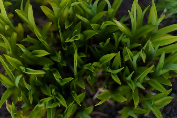 Groene bladeren uitzicht van bovenaf tuinieren — Stockfoto