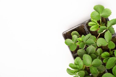 Çilek filizli düz yeşil bitki sepeti beyaz kop boşluğu ile izole 