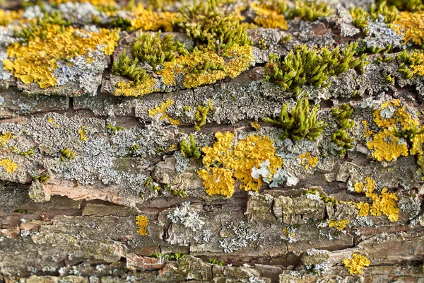 Corteccia d'albero con pochi tipi di muschio — Foto Stock