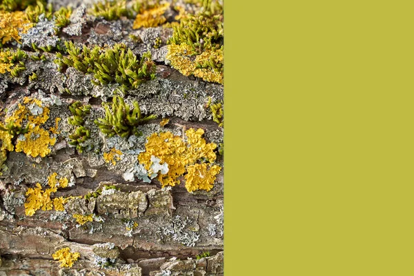 Bast van boom met weinig soorten mos en plaats voor tekst — Stockfoto