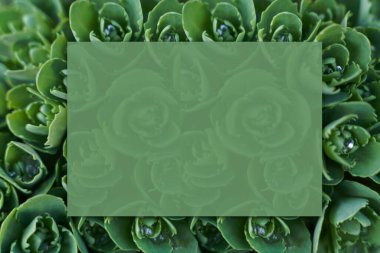 Su damlalı taş fabrikası Macro 