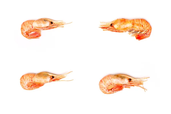 Four Shrimps on white background flat lay — Stock Photo, Image