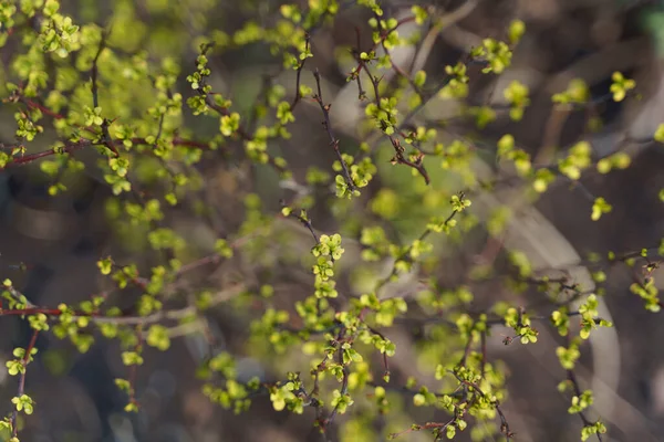 Zöld borbolya bokor tavasszal kertészkedés — Stock Fotó