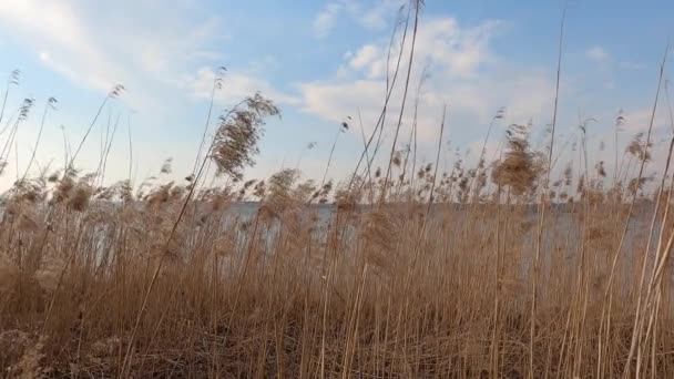 湖の太陽の下で草が動く青空 — ストック動画