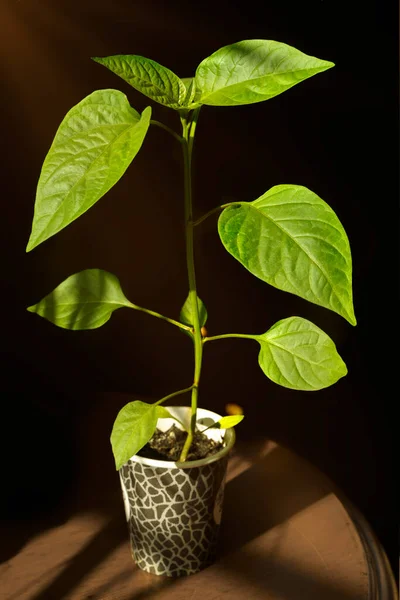 Paprika gardening sprouts — стоковое фото