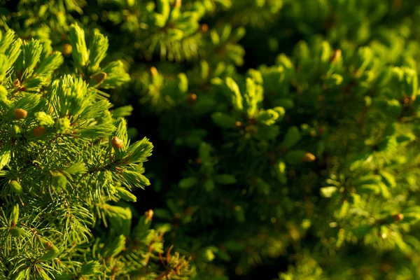 Rama de abeto Nuevo brote durante el día soleado de primavera — Foto de Stock