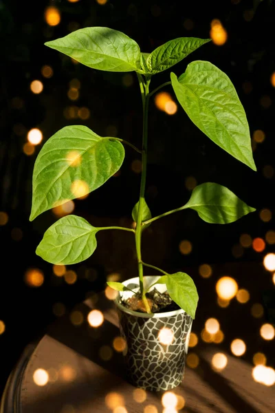 Paprika gardening sprouts — стоковое фото