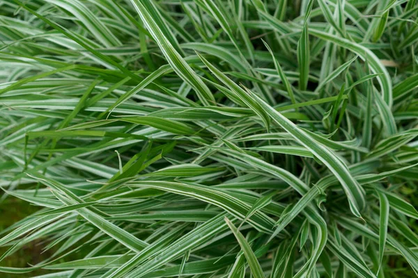 Hojas verdes siembran hierba de cardo jardinería — Foto de Stock