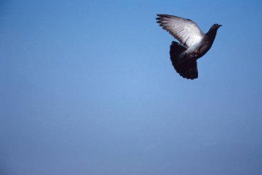 Piccione che spicca il volo