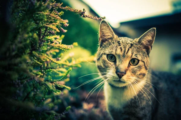 Cat Outdoor Portrait — Stock Photo, Image