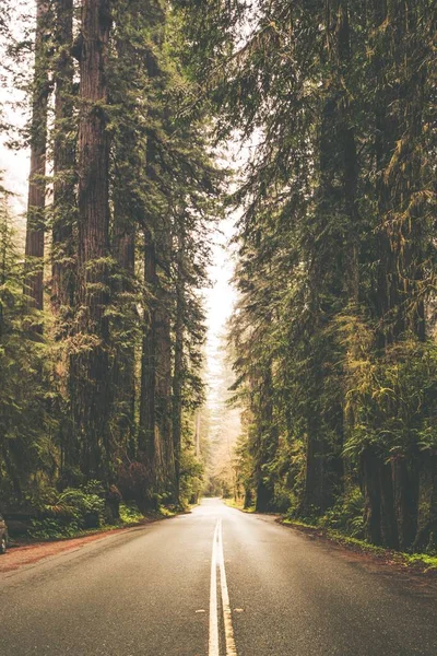 Viagem de carro de floresta nevoenta — Fotografia de Stock