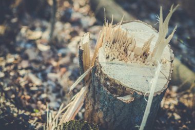 ağaç kütükleri kesmek