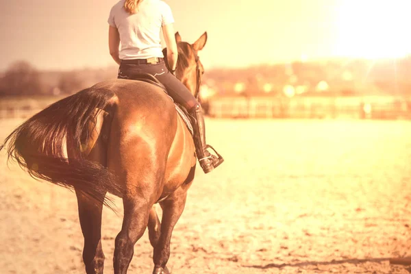 Молода дівчина верхи на коні — стокове фото