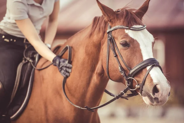 Hand van vrouwelijke ruiter wrijven paard — Stockfoto