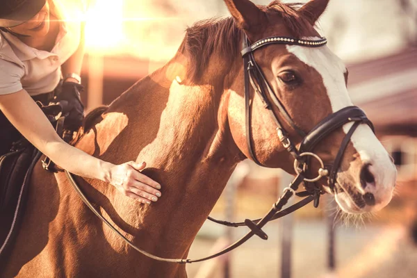 Рука жіночого вершника, що потирає коня — стокове фото