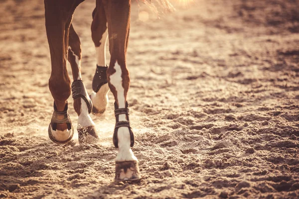 Pernas de cavalo a correr ao pôr do sol — Fotografia de Stock