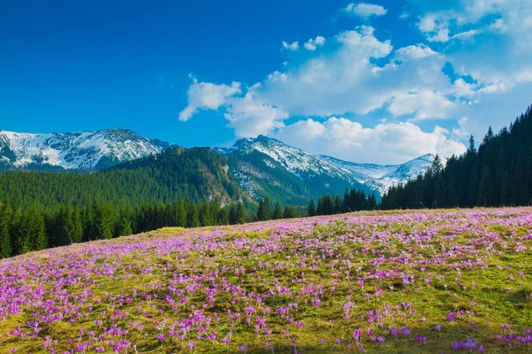 Çiğdemler çayır ve dağlar. Polonya Tatra Dağları
