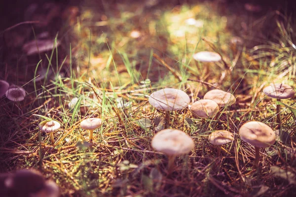 Mushrooms Growing Grass Gathering Mushrooms Mushroom Photo — Stock Photo, Image
