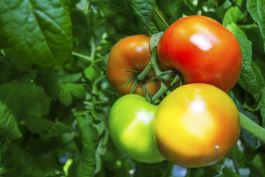 Domates dallarda tartmak, olgunlaşmak.