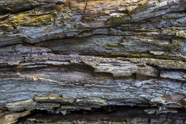 Ahşap doku doğal desenli. Çam. Eski, rengi kahverengi