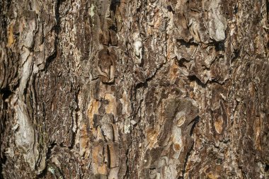 Ağaç kabuğu. Çam. Kahverengi renk.