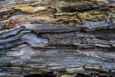 Ahşap doku doğal desenli. Çam. Eski, rengi kahverengi