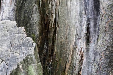 Ahşap doku doğal desenli. Eski. Özet görünümü. Renk.