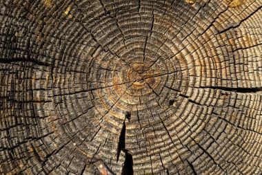 Doğal bir desen ile ahşap doku. Günlük kabin çam. Renk.