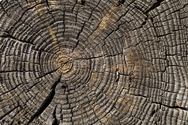 Textura de madeira com um padrão natural. Pinheiro de cabana. Cor . — Fotografia de Stock