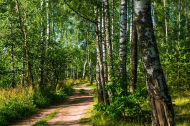 Ormana giden yol. Yaz sezonu.