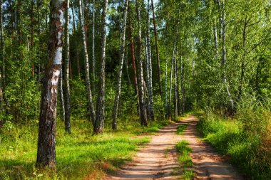 Ormana giden yol. Yaz sezonu.