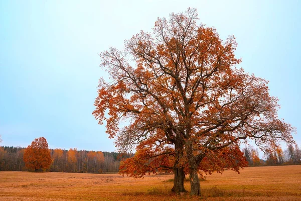 Árboles de otoño en el campo . — Foto de Stock