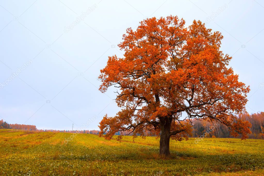 Autumn tree in the field.