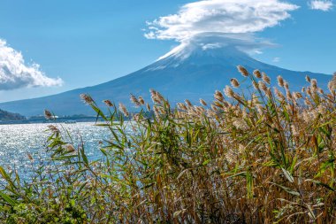 Fujiyama volkanik arka plan ve çimenler.