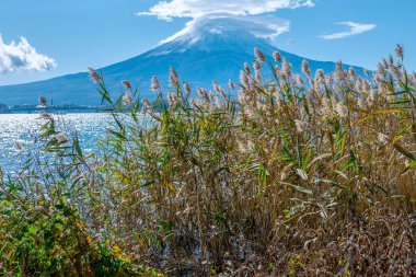 Fujiyama volkanik arka plan ve çimenler.