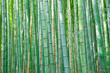 Sagano Bambu Ormanı, Kyoto. Japonya
