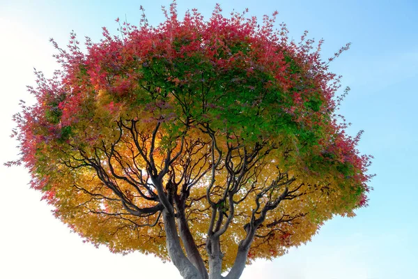 Japanische Ahorne Rot Und Gelb Gegen Den Himmel — Stockfoto