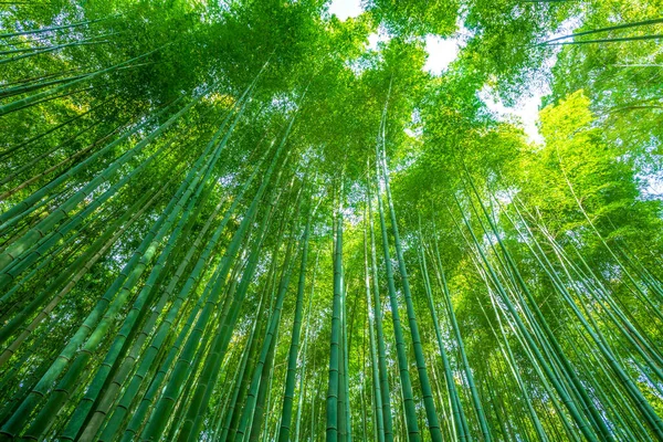 Bosque Bambú Sagano Kioto Japón — Foto de Stock
