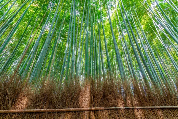 Bosque Bambú Sagano Kioto Japón — Foto de Stock