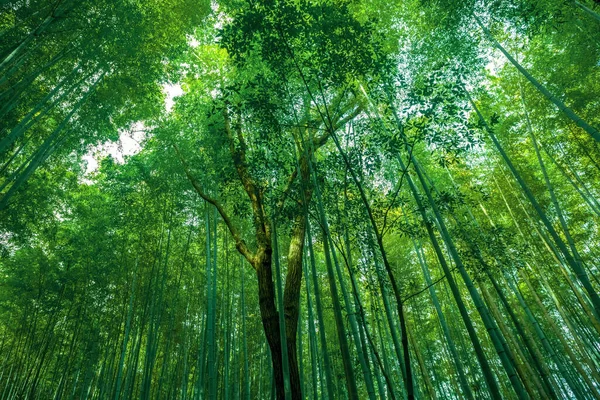 Hojas Bambú Bosque Bambú Fondo — Foto de Stock