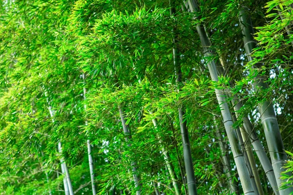 Hojas Bambú Bosque Bambú Fondo — Foto de Stock
