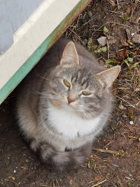 The gray domestic cat looks at the door in the winter on the street.