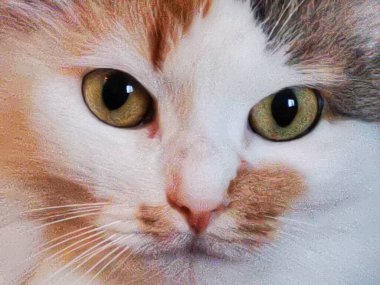 Beyaz-kahverengi evcil bir kedinin yüzü..