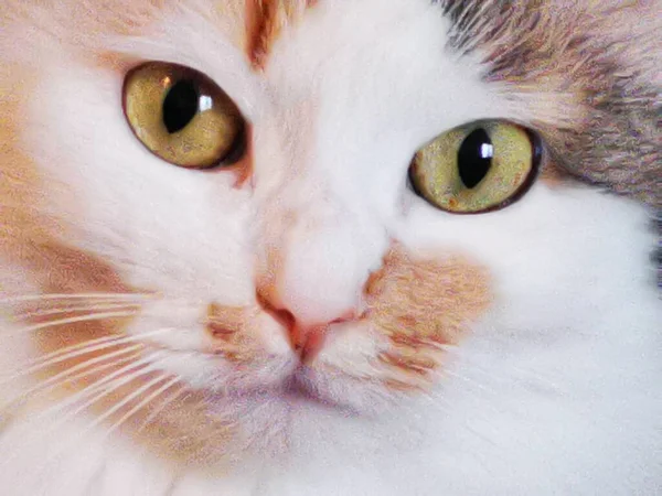 The face of a white-brown domestic cat close-up.