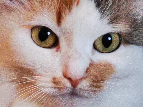 고양이의 얼굴을 가까이 — 스톡 사진