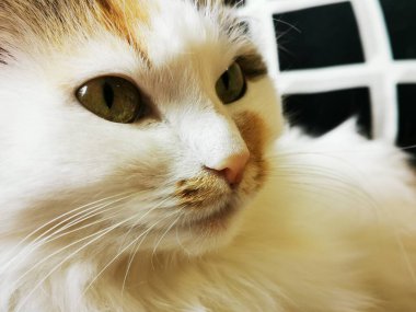 Kahverengi benekli beyaz evcil kedi. Hayvanlar yakın çekim.